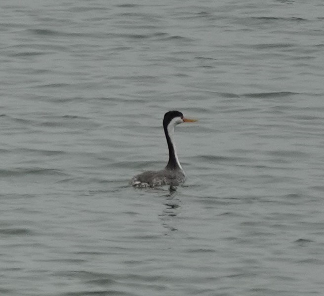 クラークカイツブリ - ML646565916