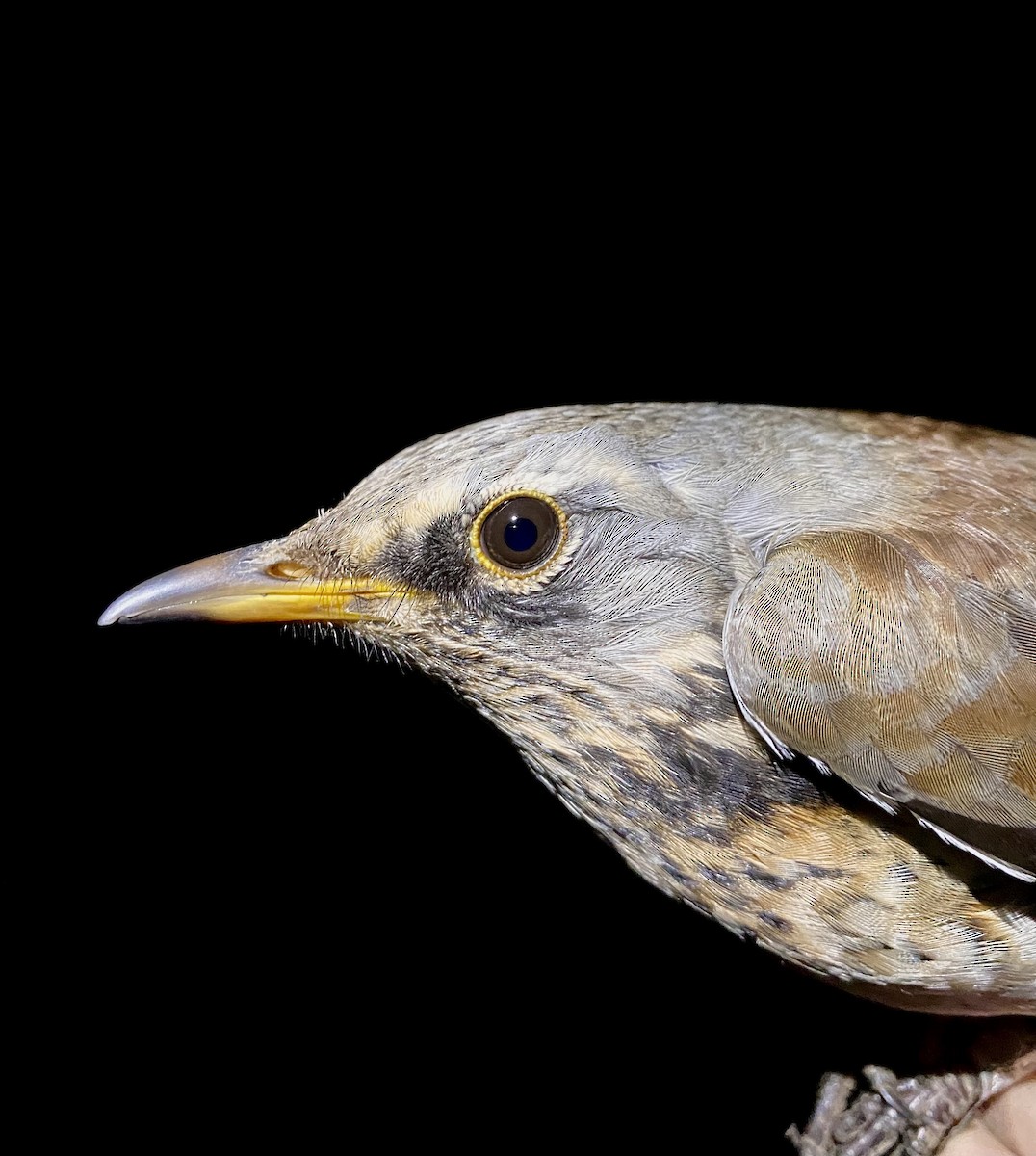 ノハラツグミ - ML646565917