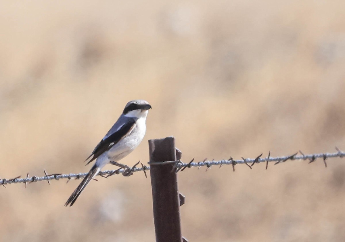 アメリカオオモズ - ML646565918