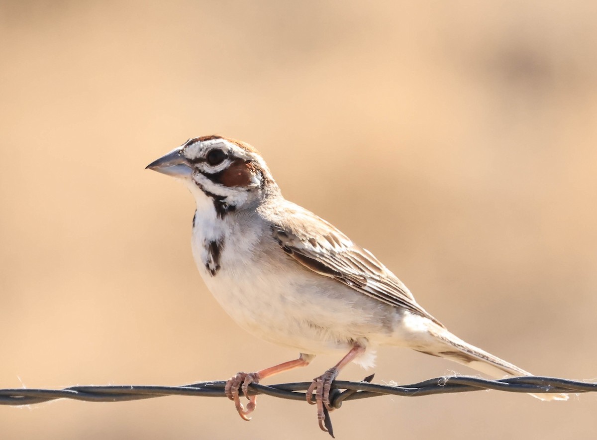 ヒバリヒメドリ - ML646565919