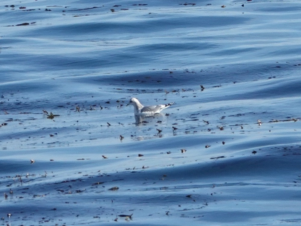 コカモメ - ML646565920