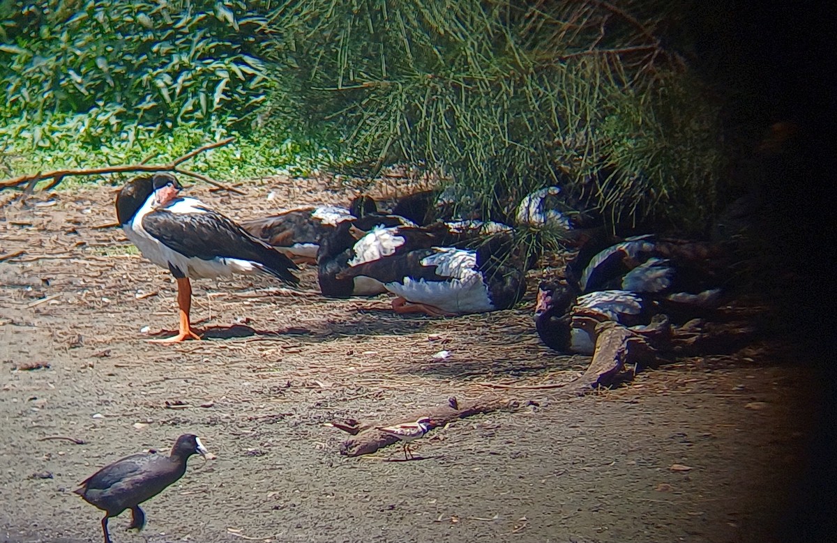 カササギガン - ML646565921