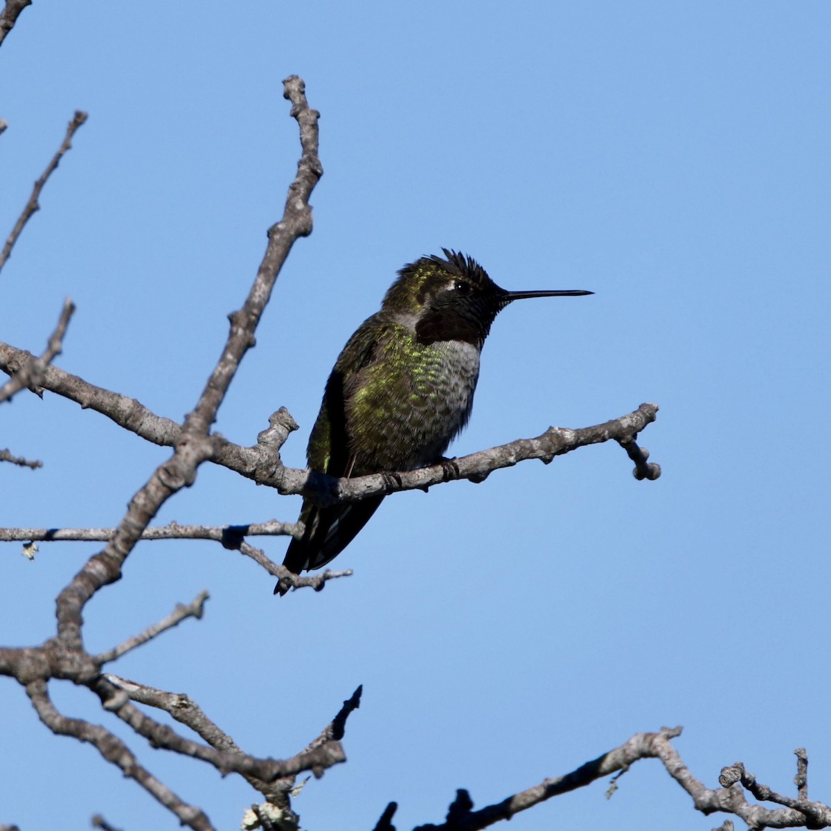 アンナハチドリ - ML646565922