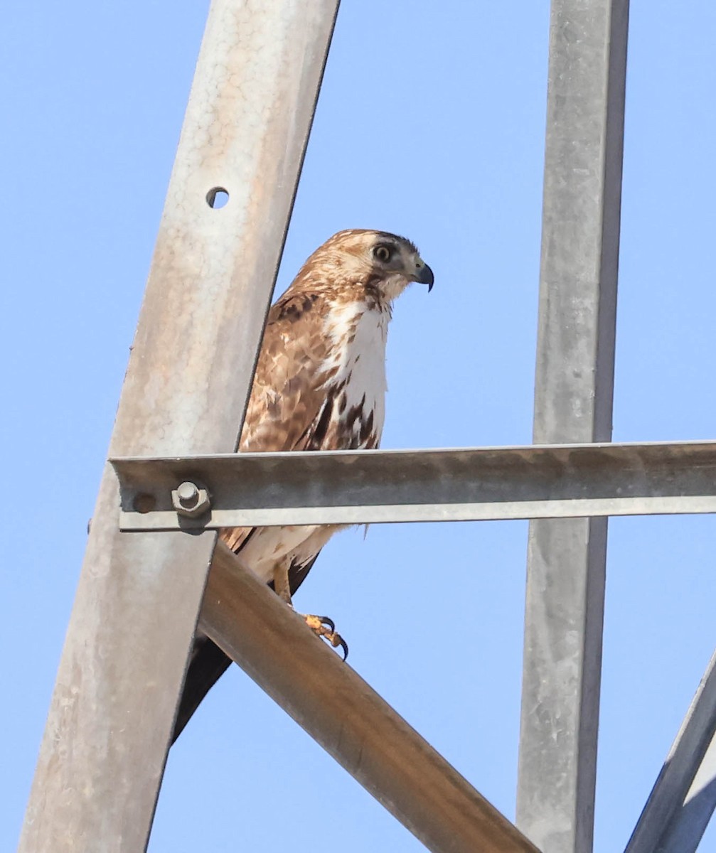 アカオノスリ - ML646565923