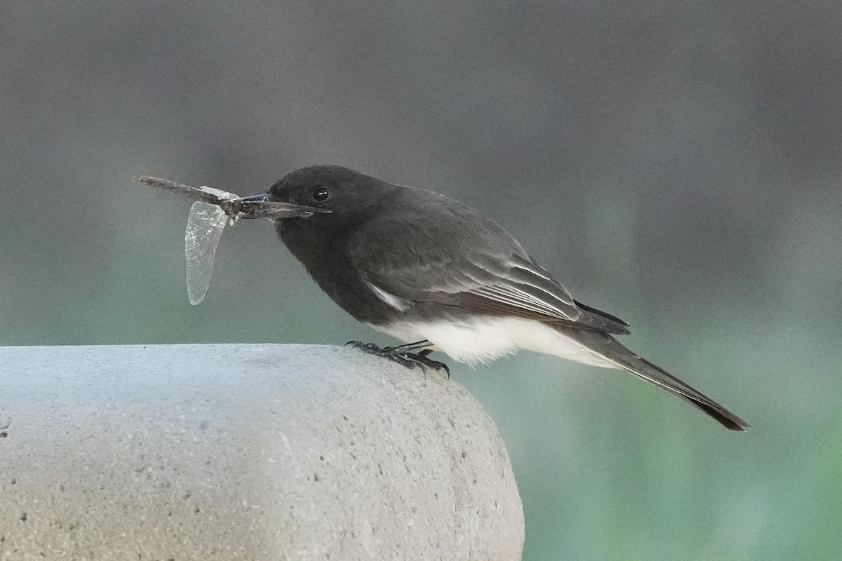 クロツキヒメハエトリ - ML646565925