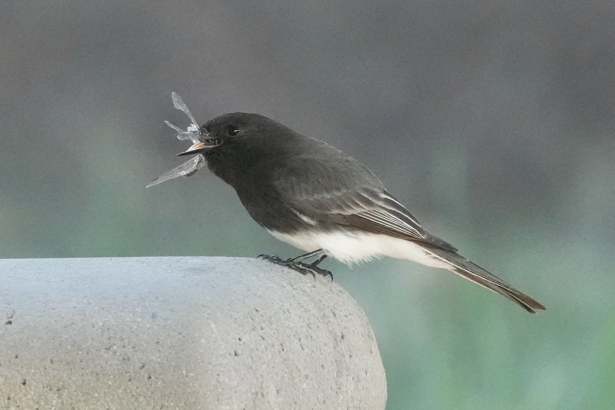 クロツキヒメハエトリ - ML646565926