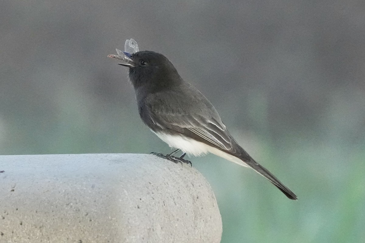 クロツキヒメハエトリ - ML646565927