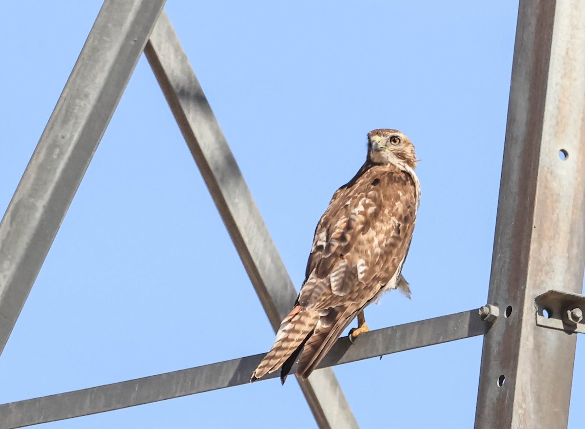 アカオノスリ - ML646565929