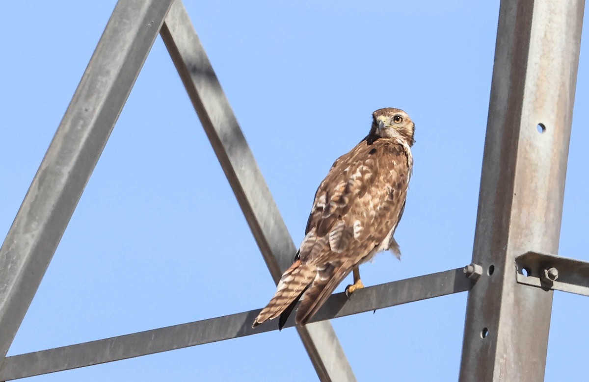 アカオノスリ - ML646565930