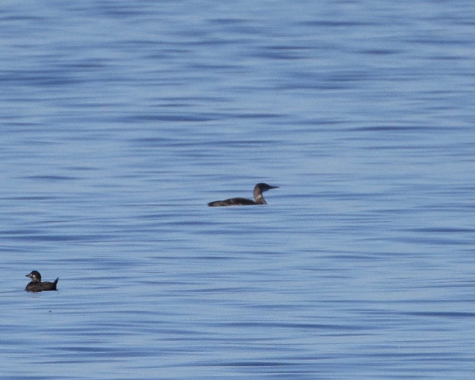 ハシグロアビ - ML646565931