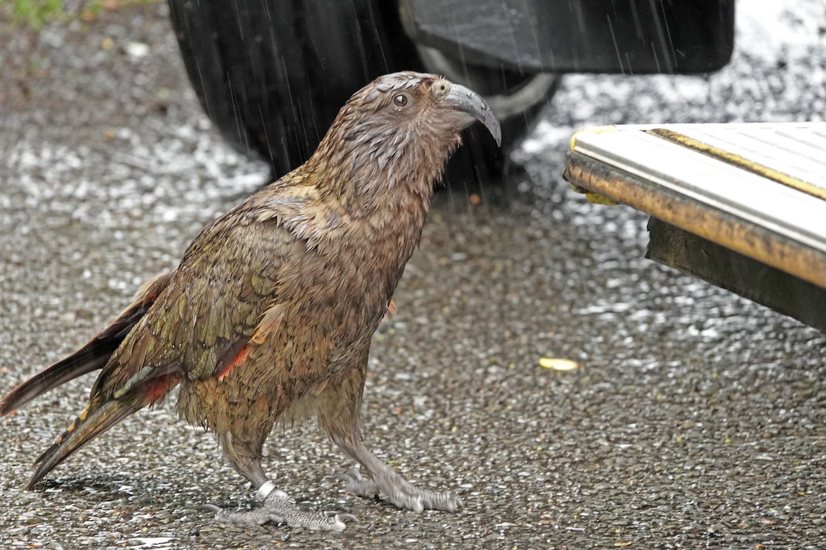 ミヤマオウム - ML646565934