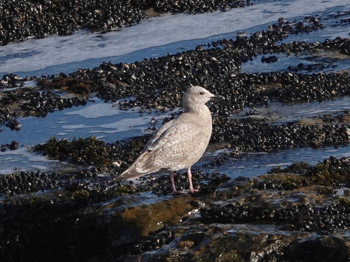 アイスランドカモメ - ML646565935