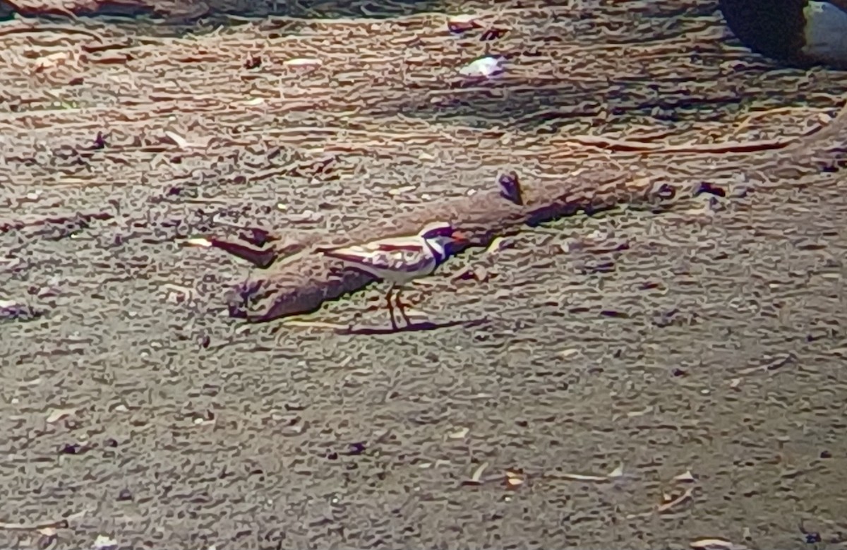 カタアカチドリ - ML646565936