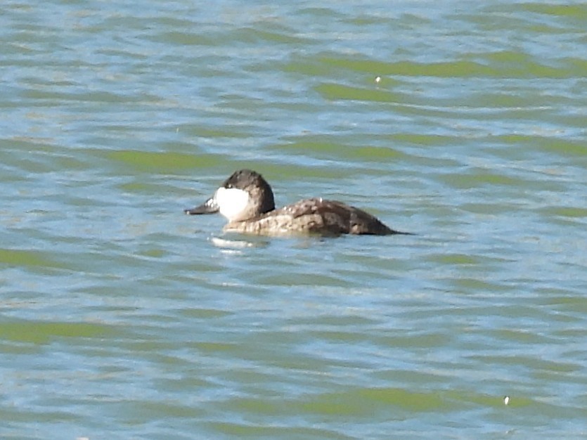 アカオタテガモ - ML646565937