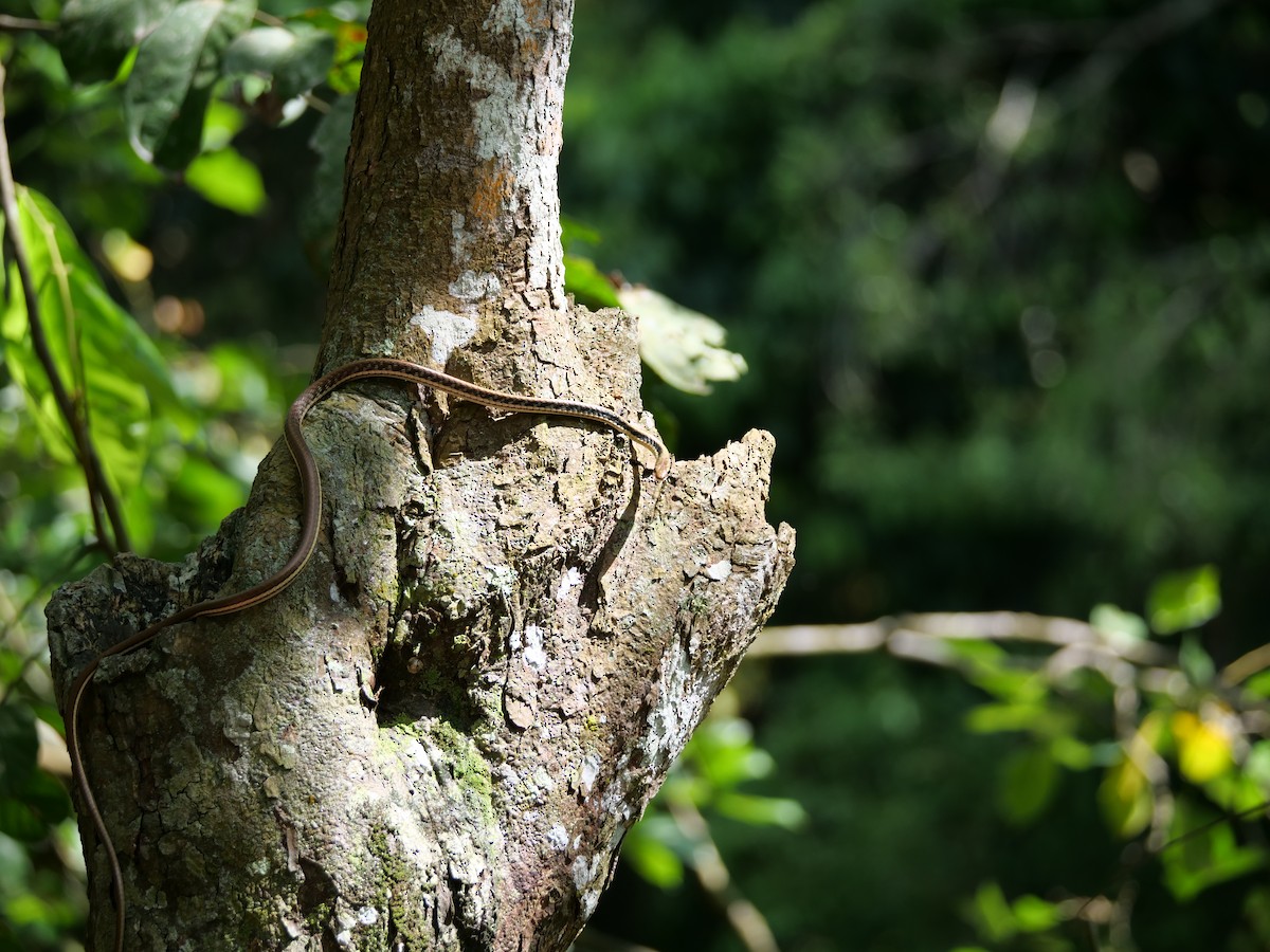 Reptiles - ML646565939