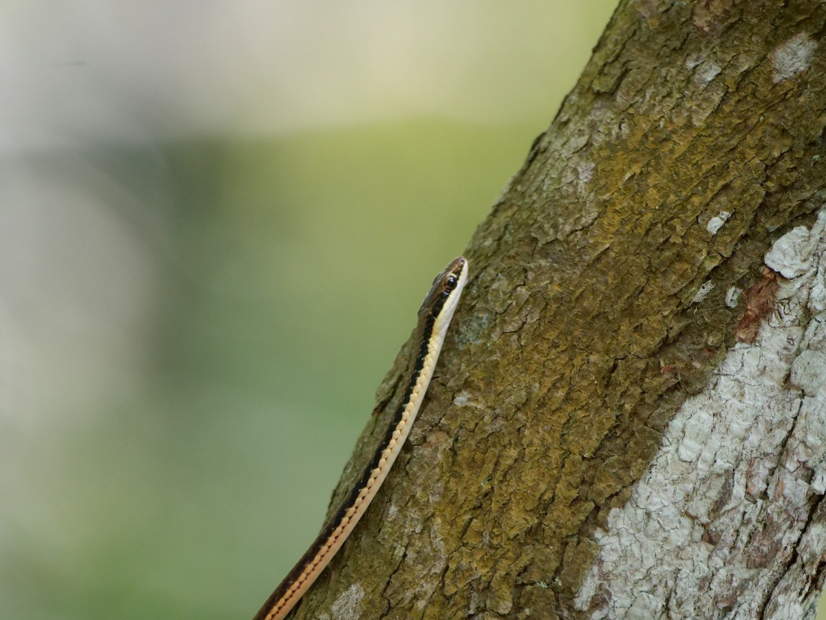 Painted Bronzeback - ML646565940