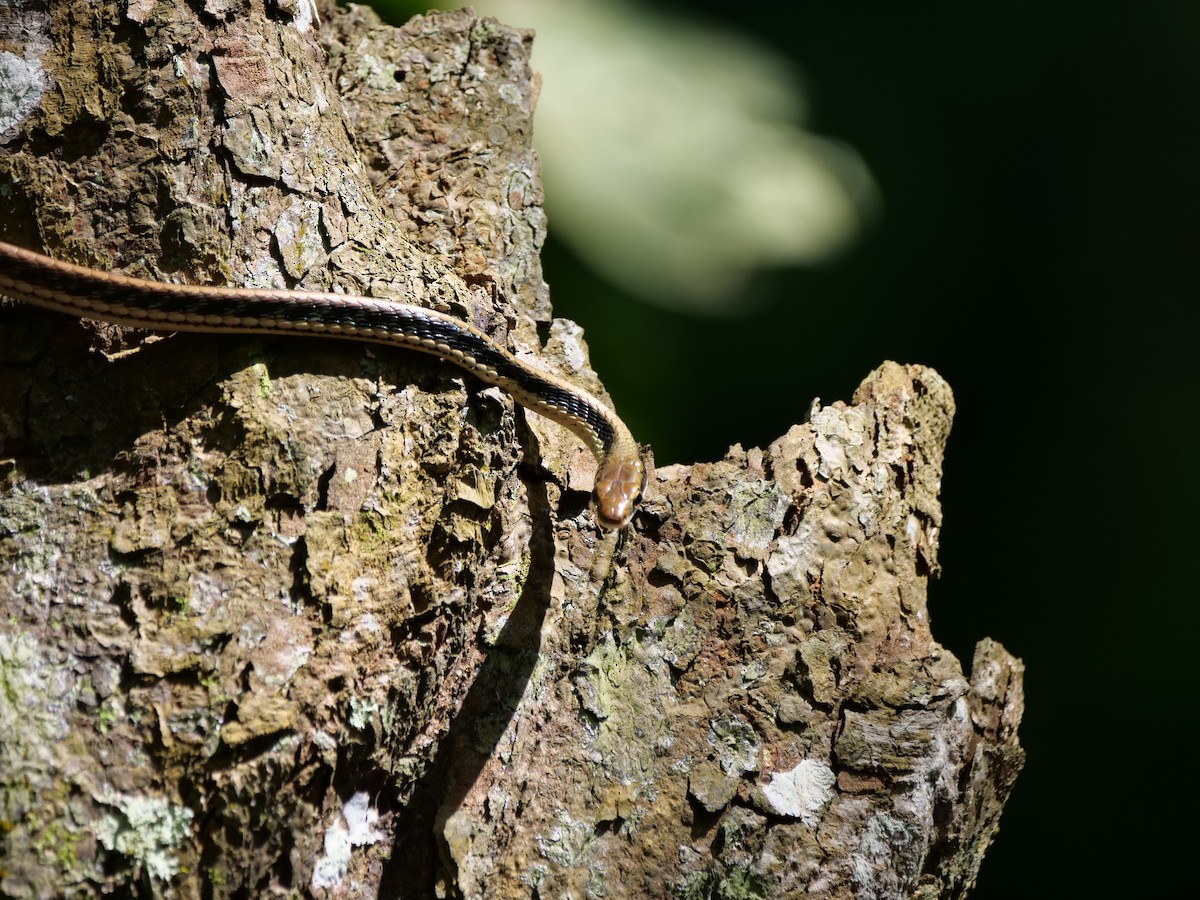 Painted Bronzeback - ML646565941