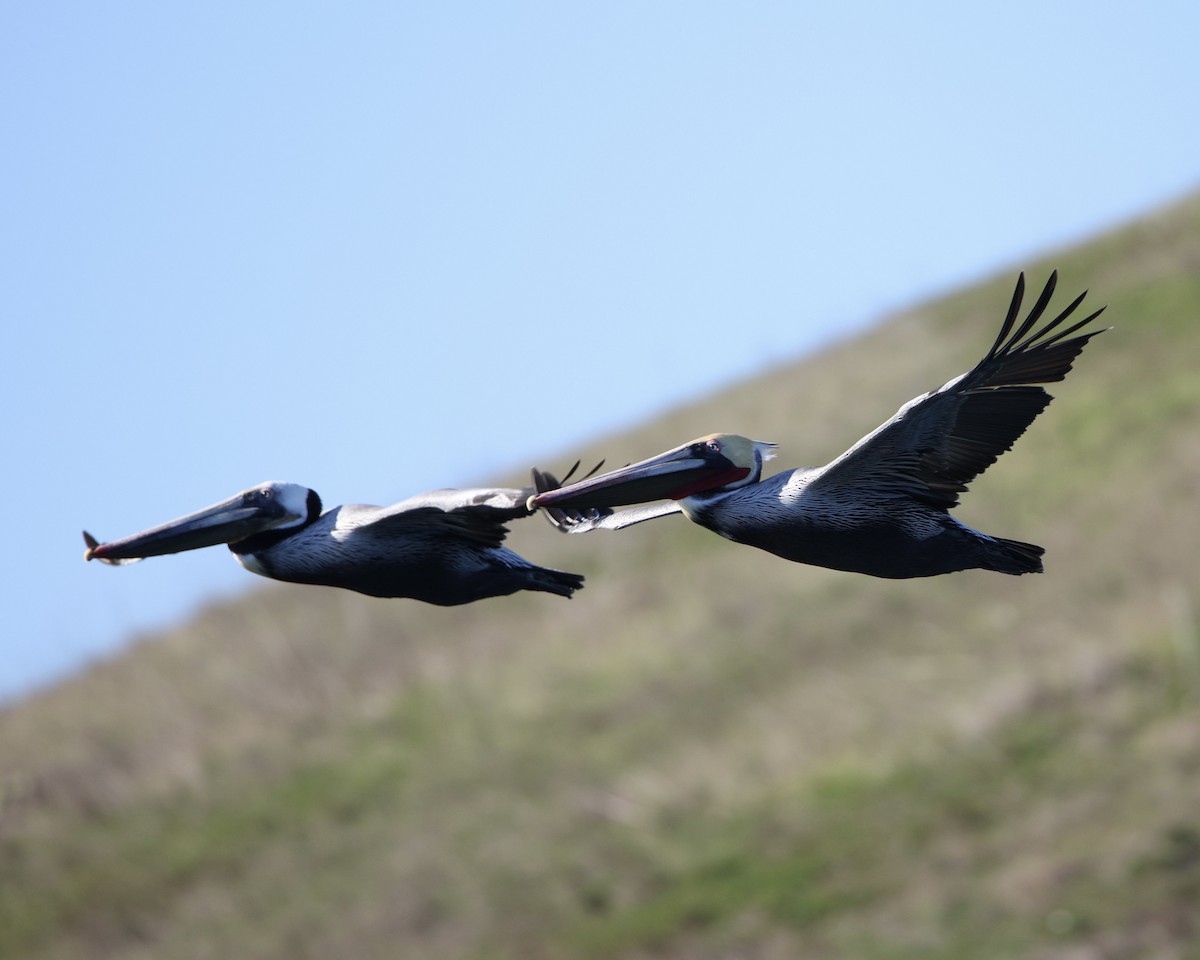 カッショクペリカン - ML646565942