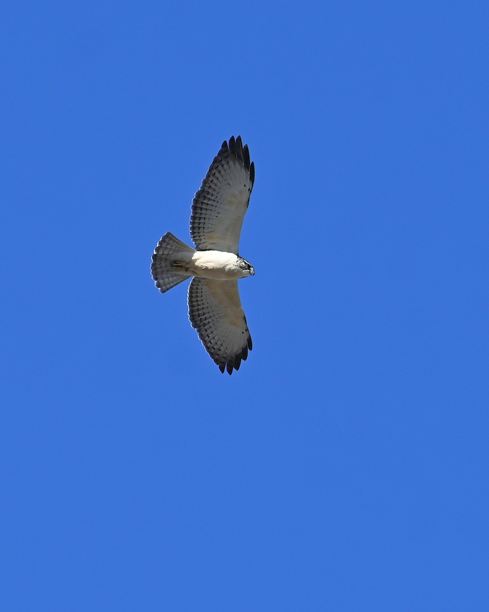 Kısa Kuyruklu Şahin - ML646565943