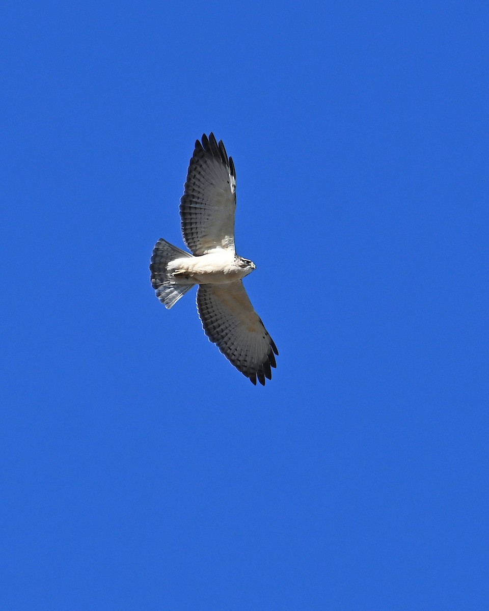 Kısa Kuyruklu Şahin - ML646565944