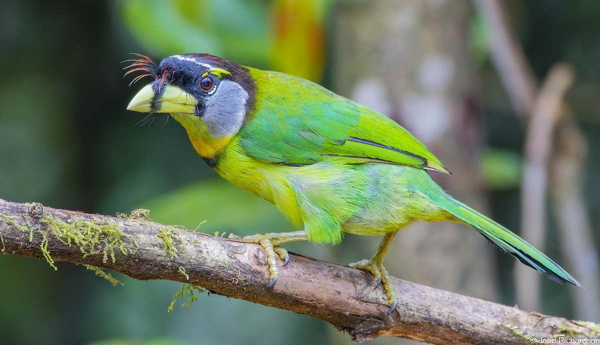 アカフサゴシキドリ - ML646565949