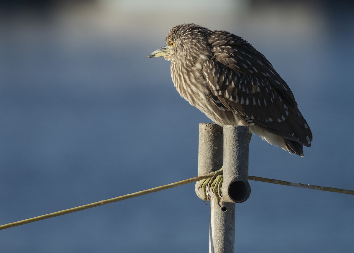 Martinete Común - ML646565954