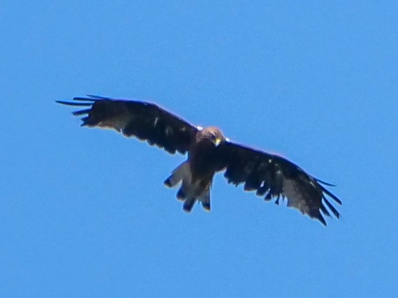 dvergørn - ML646565956