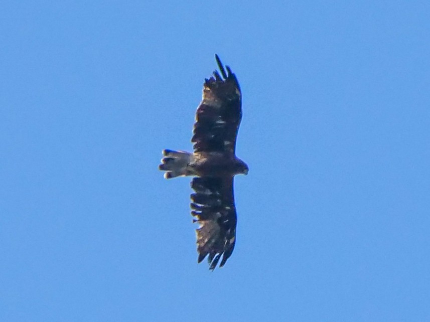 dvergørn - ML646565957