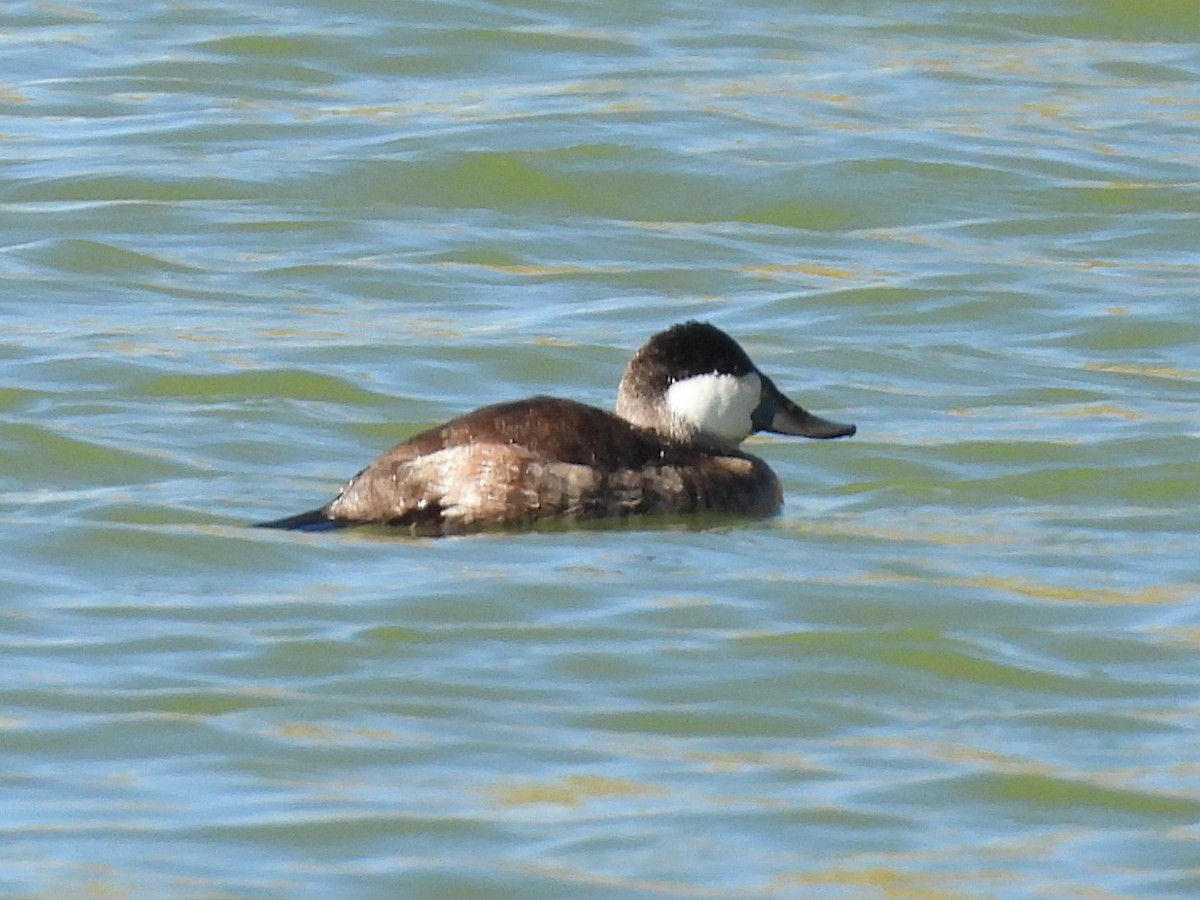 Американская савка - ML646565959