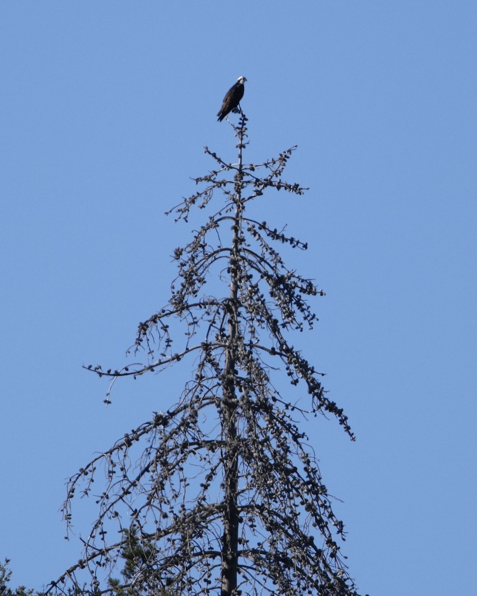 Osprey - ML646565960