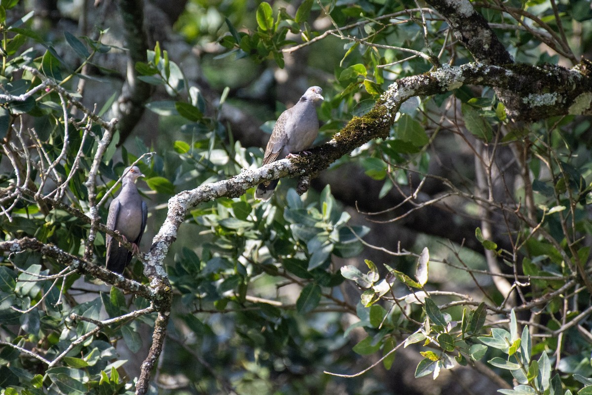 Dusky Turtle-Dove - ML646565961