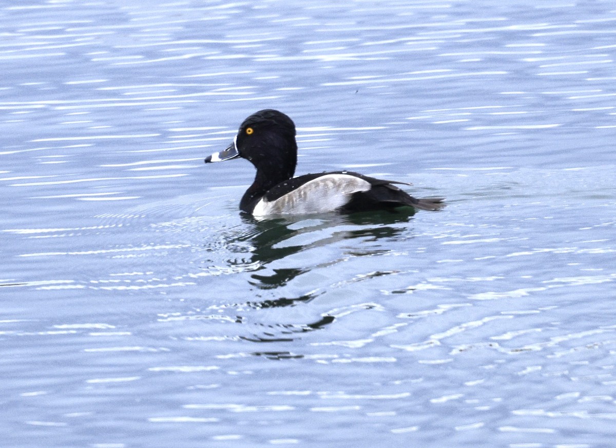 Ring-necked Duck - ML646565962