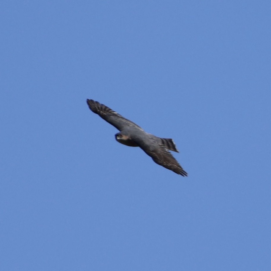 Sharp-shinned Hawk - ML646565963