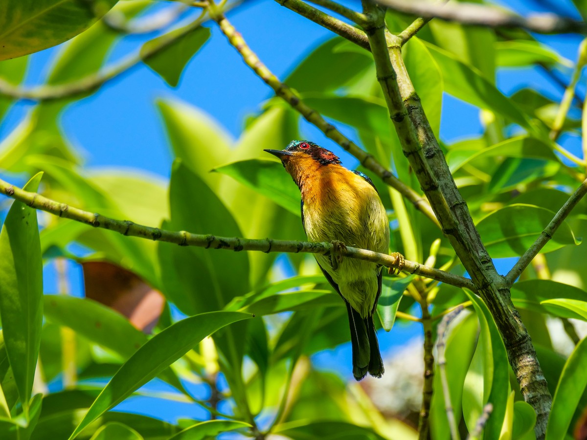 Ruby-cheeked Sunbird - ML646565964