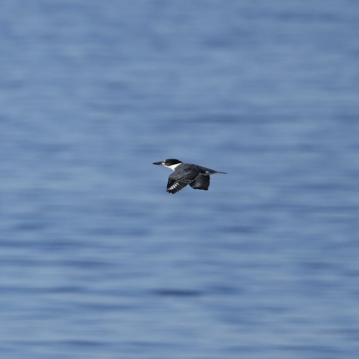 Belted Kingfisher - ML646565965
