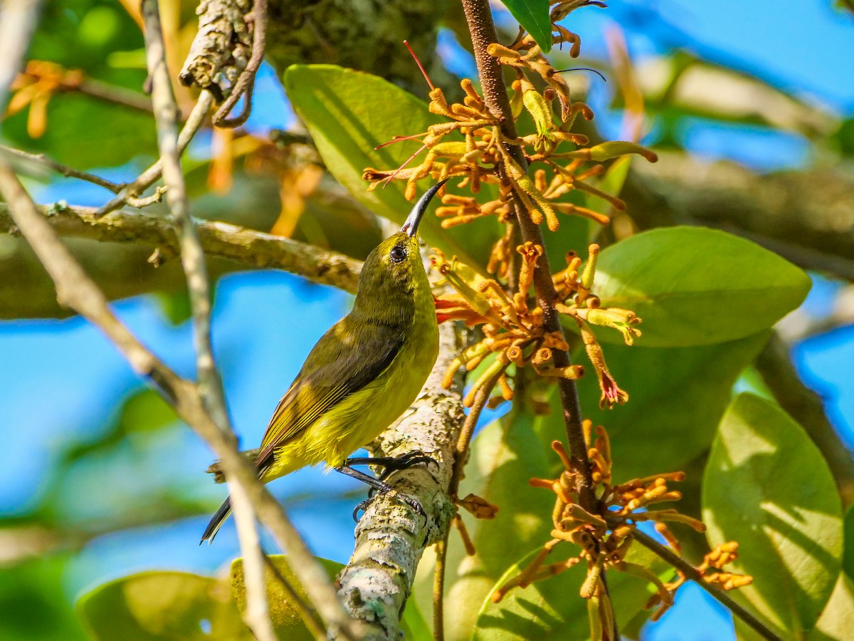 Ornate Sunbird - ML646565966