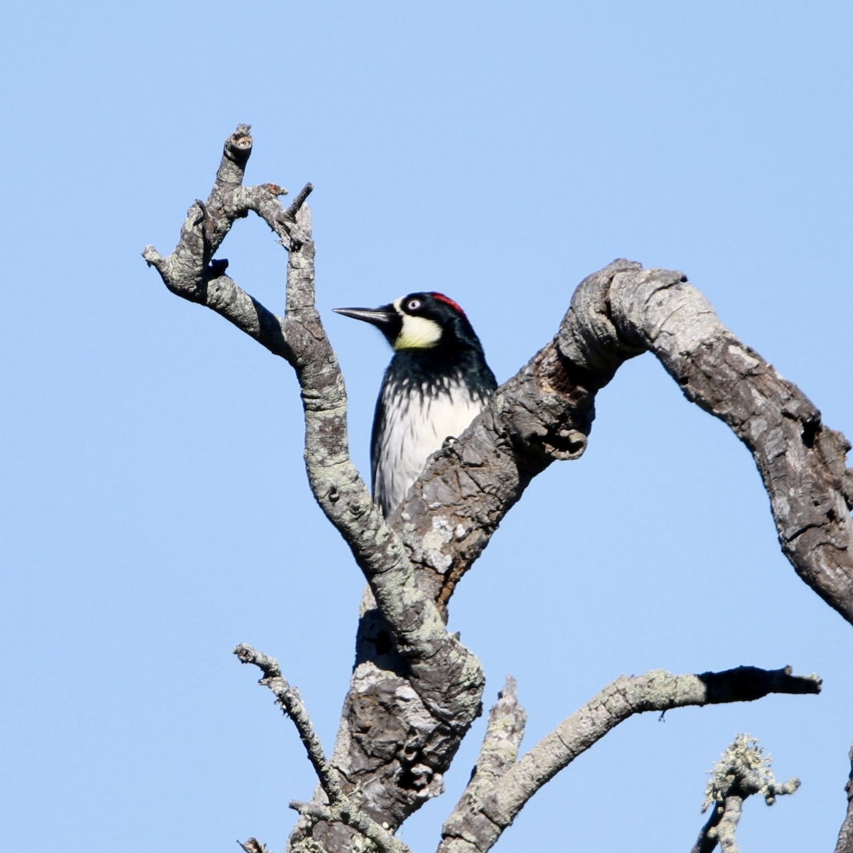 Acorn Woodpecker - ML646565967