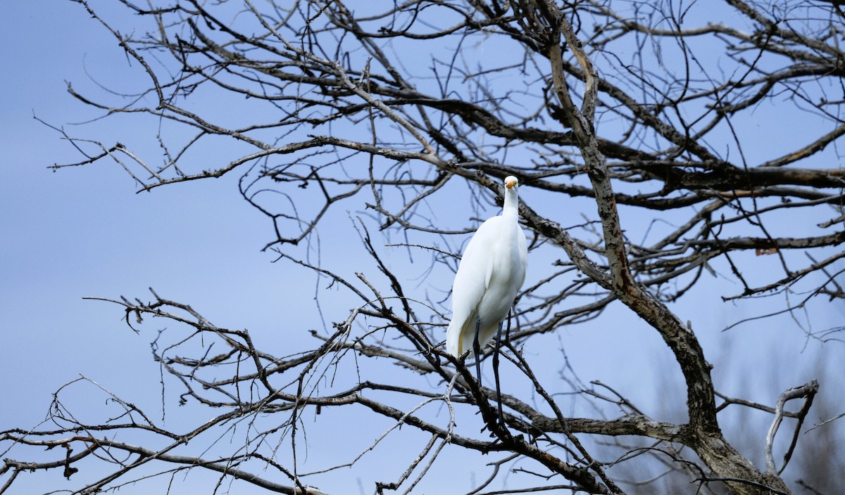 Цасч дэглий - ML646565969