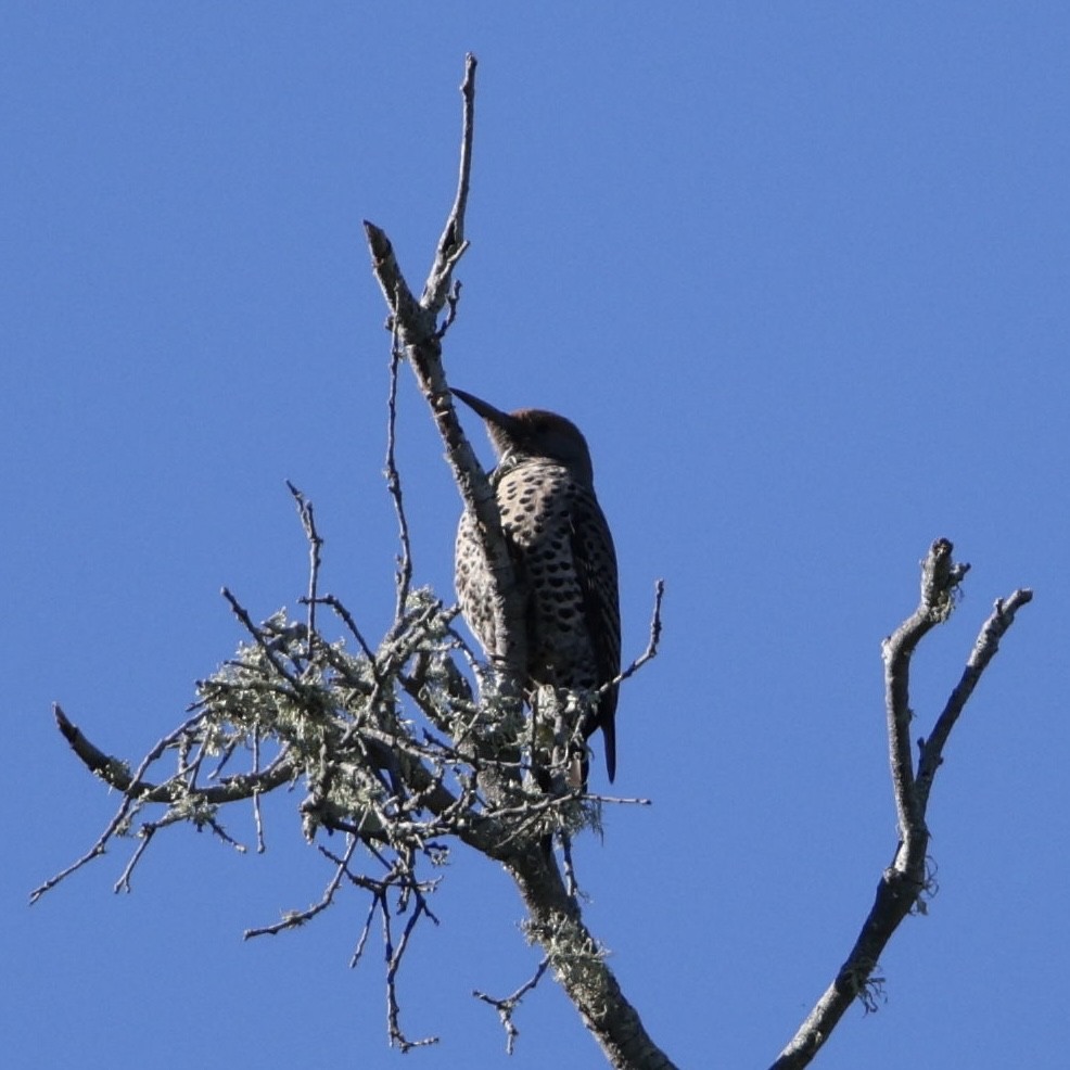 Northern Flicker - ML646565970