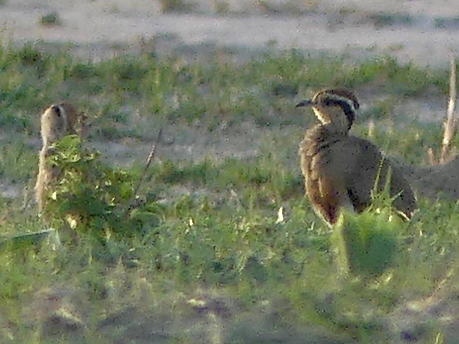 Temminck's Courser - ML646565971