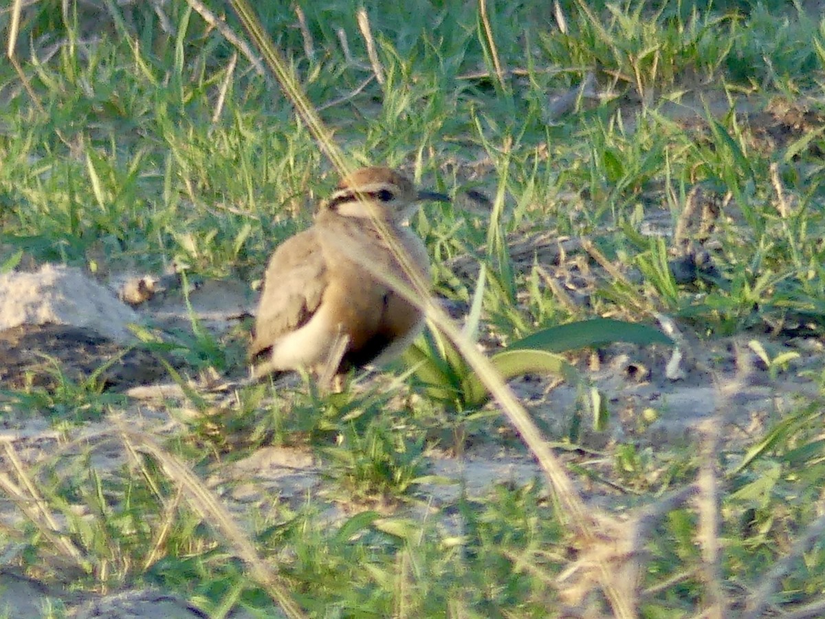 Temminck's Courser - ML646565972