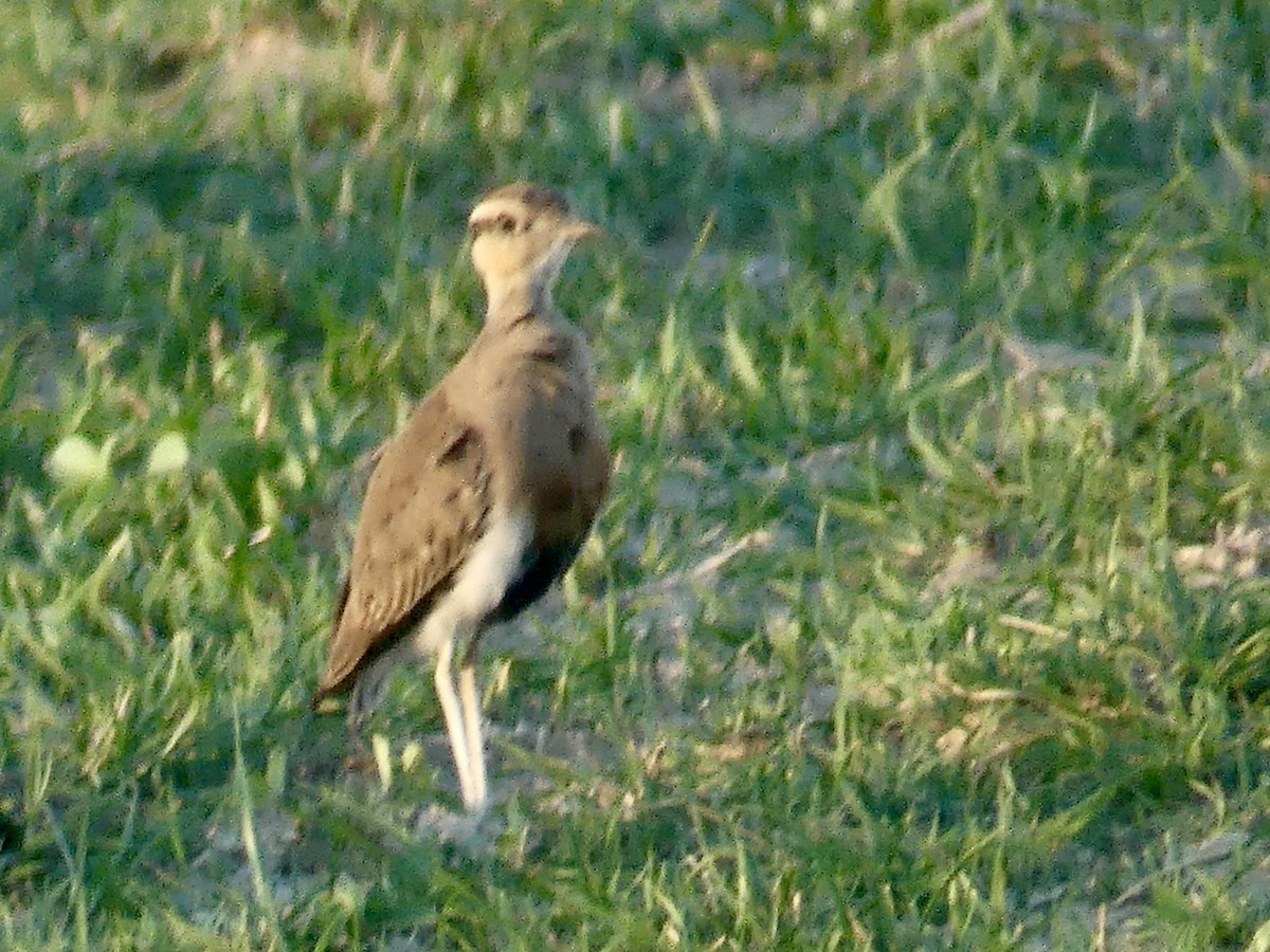 Temminck's Courser - ML646565973