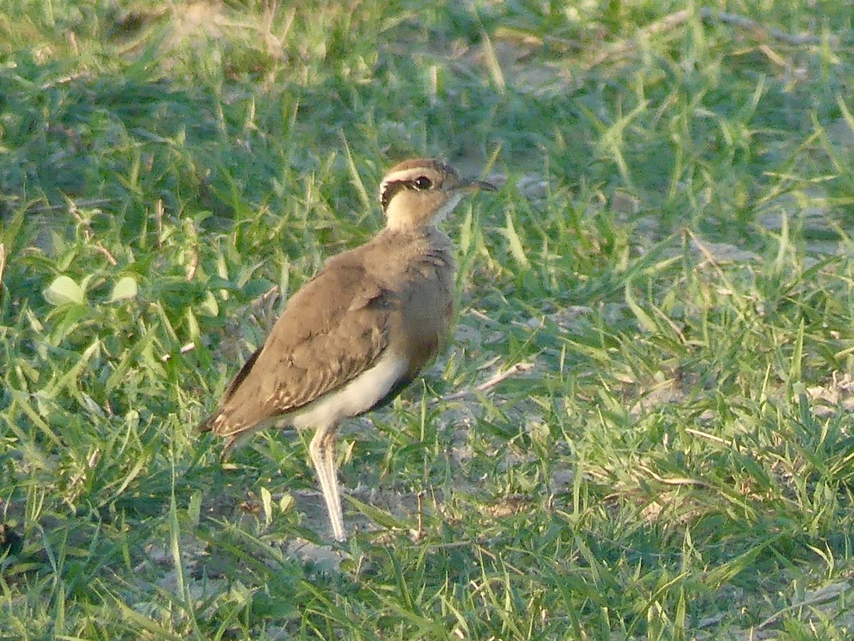 Temminck's Courser - ML646565974