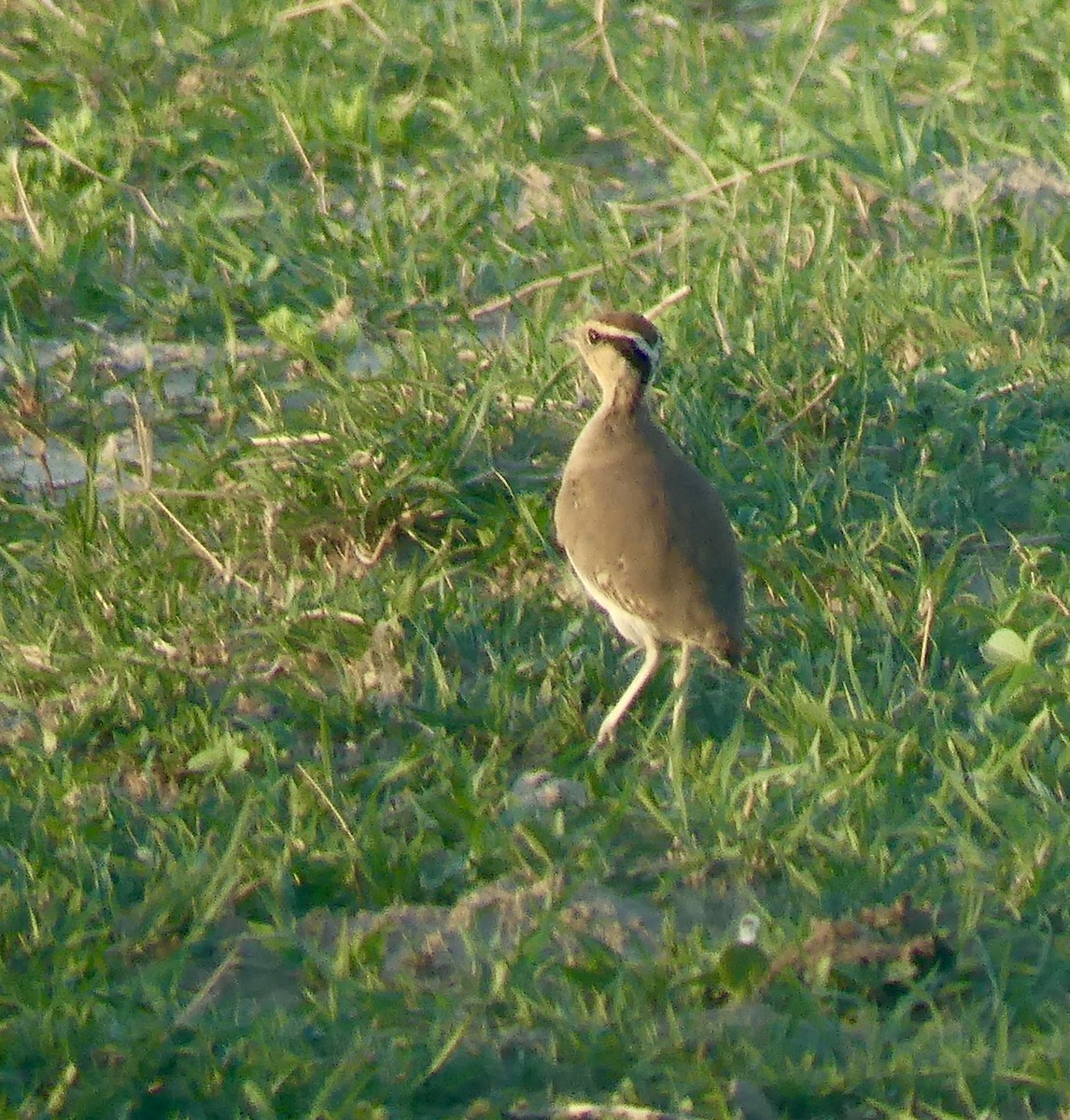 Temminck's Courser - ML646565975