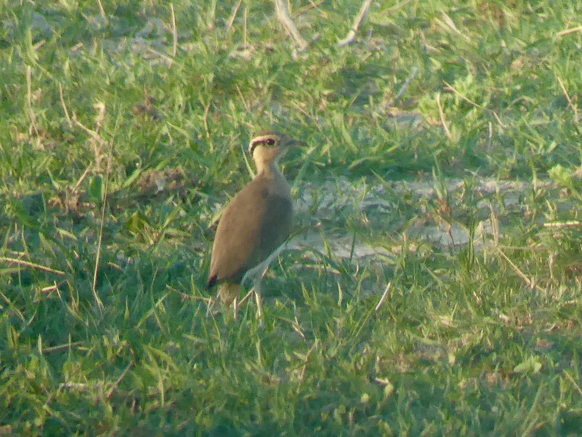 Temminck's Courser - ML646565976