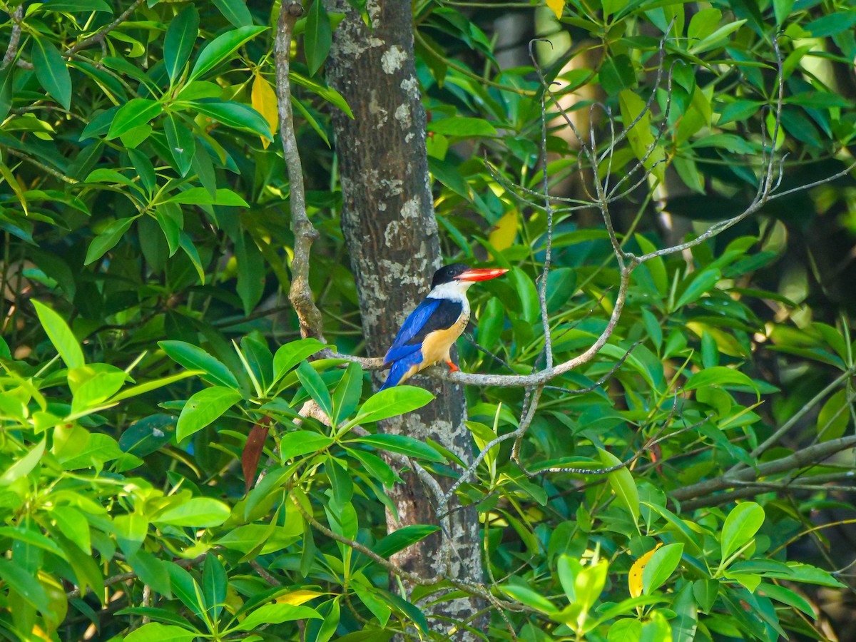 Хар магнайт халуу - ML646565980