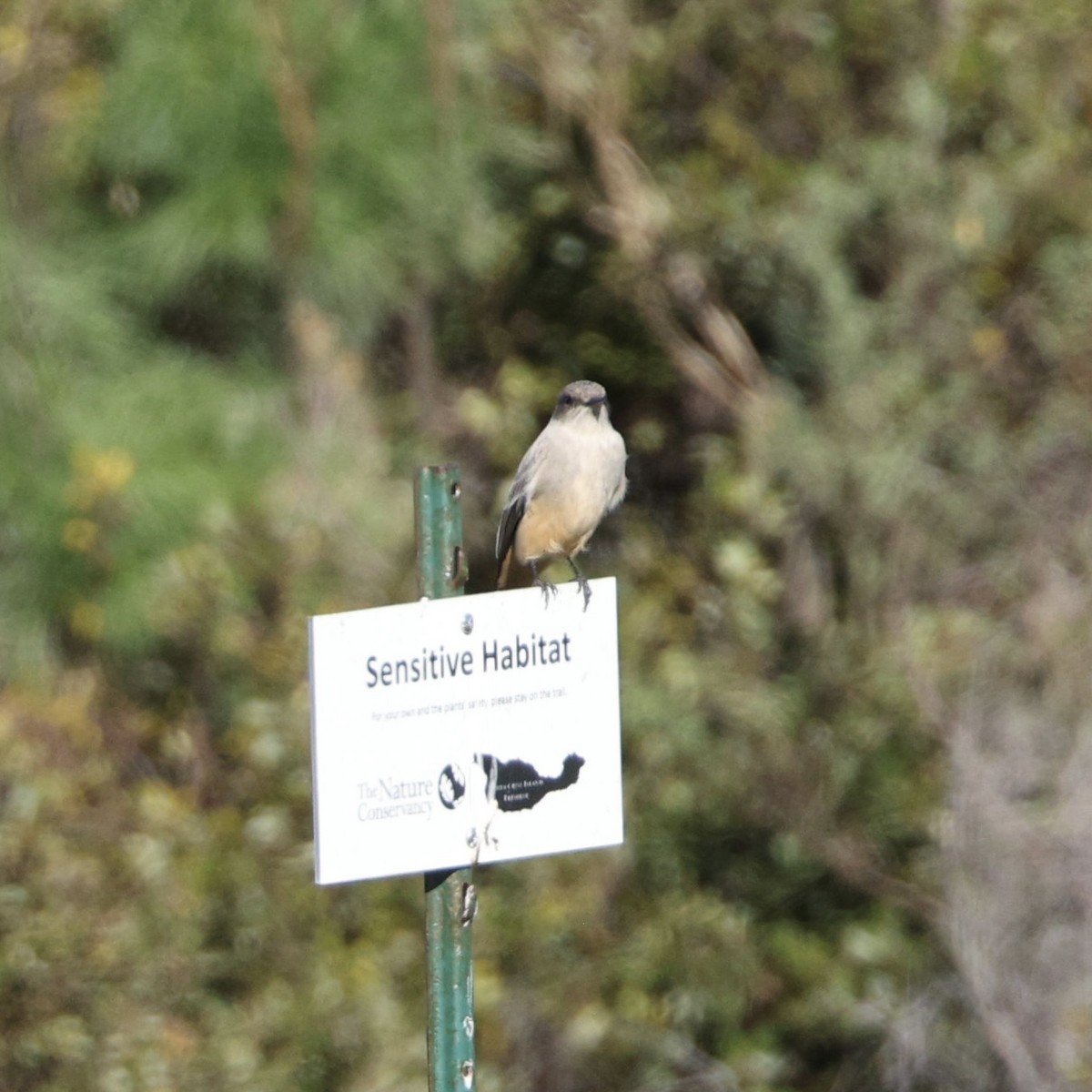 Say's Phoebe - ML646565982