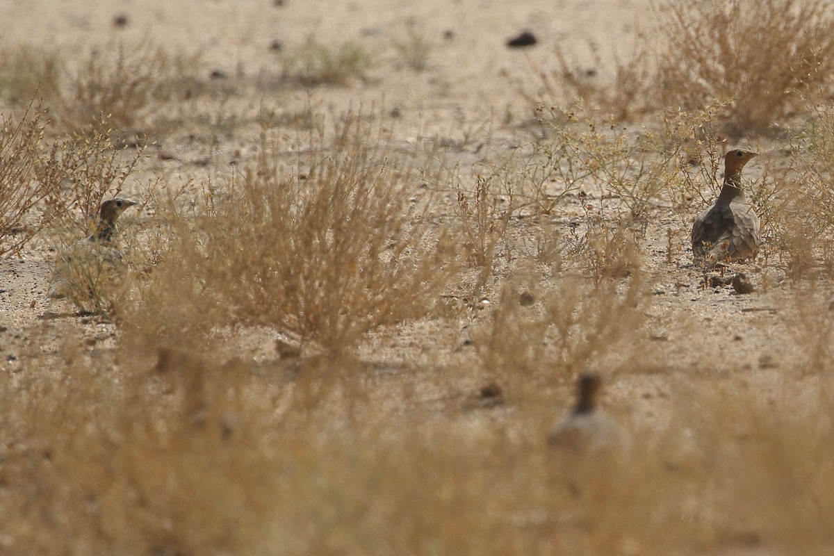 קטה שחומת-גחון - ML646565991