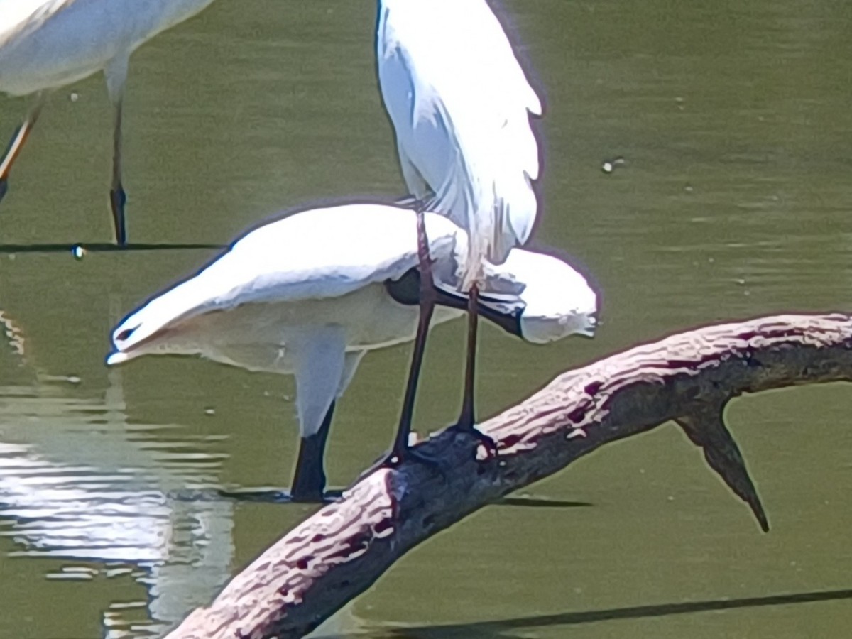Royal Spoonbill - ML646565992