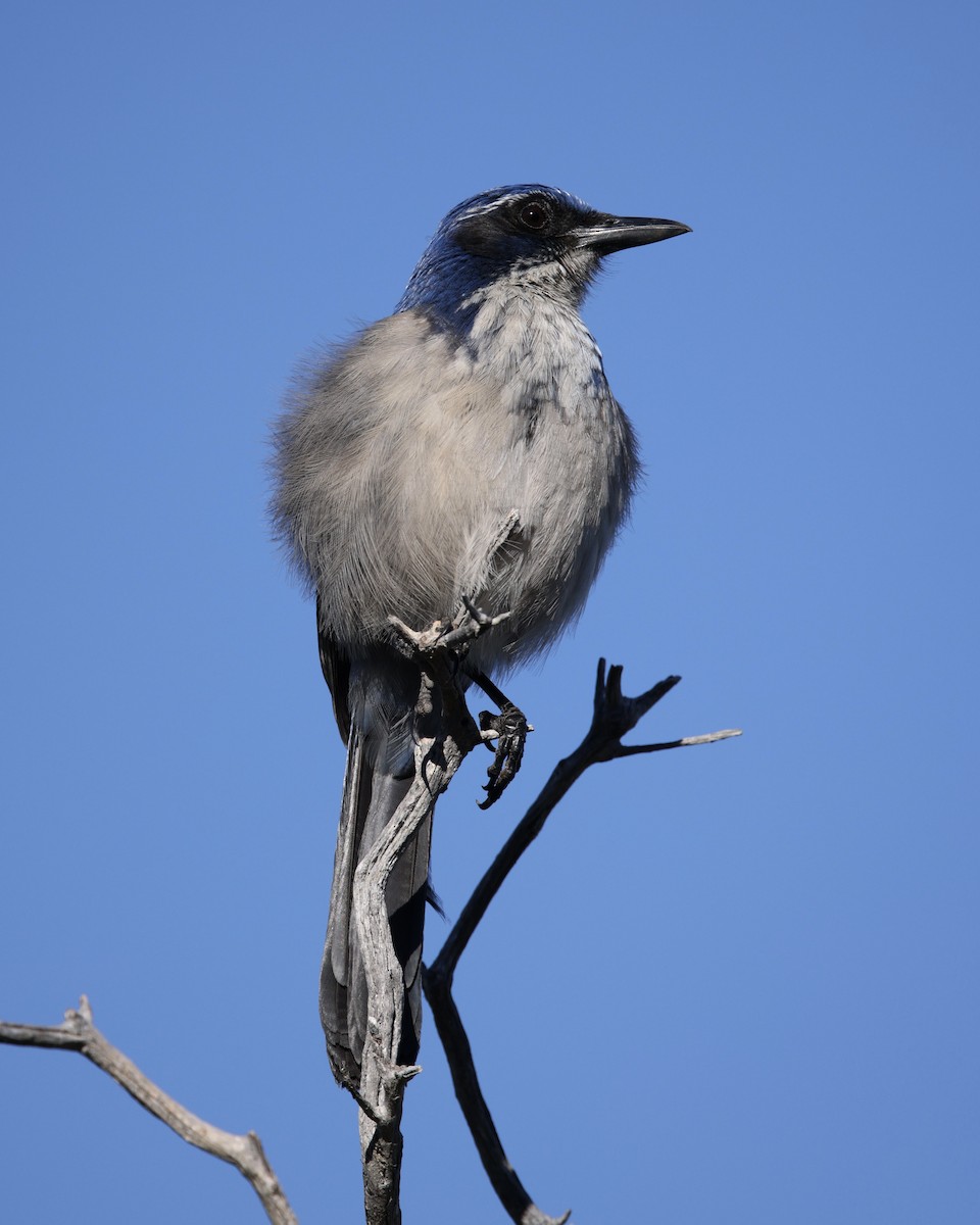 Island Scrub-Jay - ML646565993